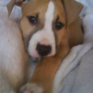 Amerikansk staffordshire terrier Tiesto