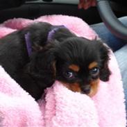 Cavalier king charles spaniel Bella 