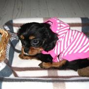 Cavalier king charles spaniel Bella 