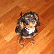 Cavalier king charles spaniel Bella 