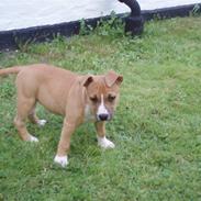 Amerikansk staffordshire terrier jessie