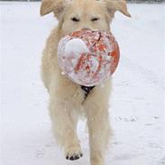 Golden retriever Emil