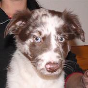 Australian shepherd Trishablue Deedee