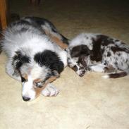 Australian shepherd Trishablue Deedee