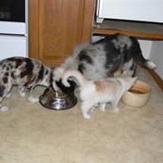 Australian shepherd Trishablue Deedee