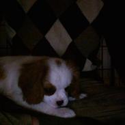 Cavalier king charles spaniel Rosa