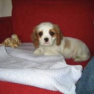 Cavalier king charles spaniel Rosa