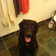 Flat coated retriever Charlie