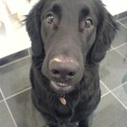 Flat coated retriever Charlie