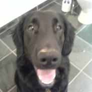 Flat coated retriever Charlie