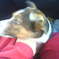 Blanding af racer Charlie