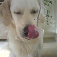 Golden retriever Max (Pepper)