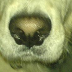 Golden retriever Max (Pepper)