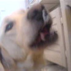 Golden retriever Max (Pepper)