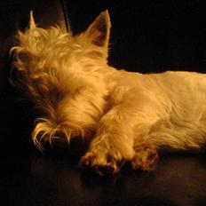 West highland white terrier Figo