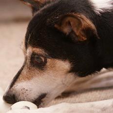 Dansk svensk gaardhund Knirke 