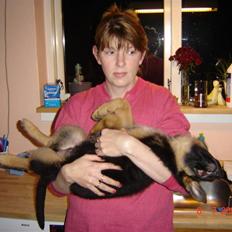 Schæferhund Glenn's Bosco