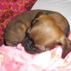 Blanding af racer Gaia