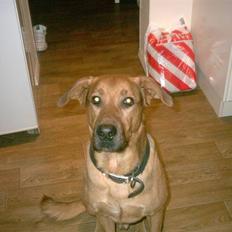 Blanding af racer Helmut