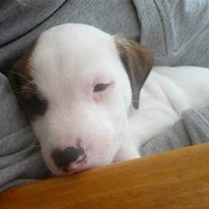 Parson russell terrier Freddy