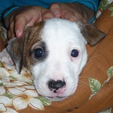 Parson russell terrier Freddy