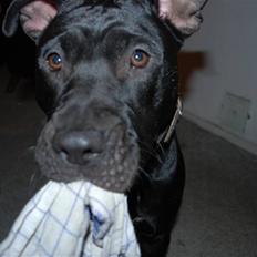 Amerikansk staffordshire terrier Freja