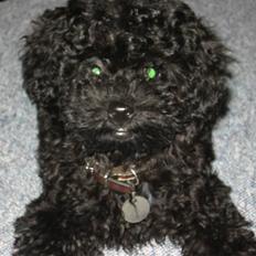 Dværgpuddel Nanna - død d. 9/2-12