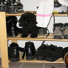 Dværgpuddel Nanna - død d. 9/2-12