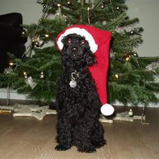 Dværgpuddel Nanna - død d. 9/2-12