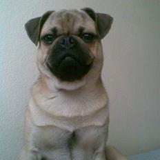 Blanding af racer Rocco! Mops - Griffon