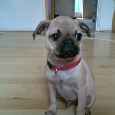Blanding af racer Rocco! Mops - Griffon