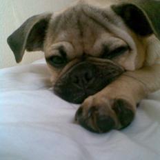 Blanding af racer Rocco! Mops - Griffon