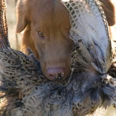 Nova scotia duck tolling retriever Gizmo