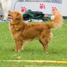 Nova scotia duck tolling retriever Gizmo