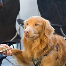 Nova scotia duck tolling retriever Gizmo