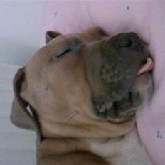 Amerikansk staffordshire terrier Shiva