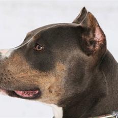 Amerikansk staffordshire terrier Xanthos R.I.P