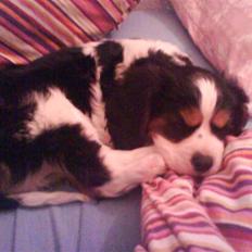 Cavalier king charles spaniel annexgaarden Rico