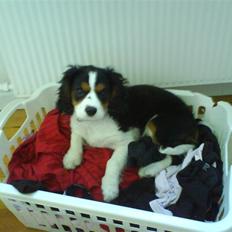 Cavalier king charles spaniel annexgaarden Rico