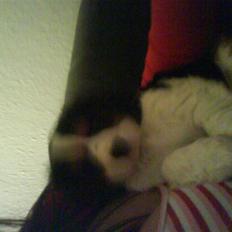 Cavalier king charles spaniel annexgaarden Rico