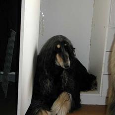 Afghansk mynde Kandis