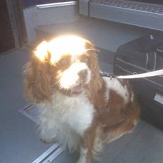 Cavalier king charles spaniel Sofus