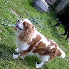 Cavalier king charles spaniel Sofus