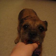 Border terrier Shakira (Kira) <3
