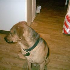 Blanding af racer Helmut