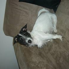 Jack russell terrier Svea