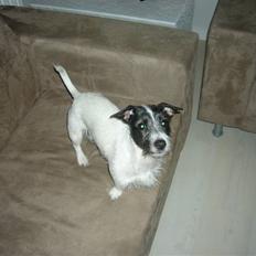 Jack russell terrier Svea