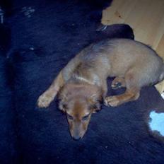 Blanding af racer Mali