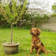 Blanding af racer Mali