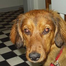 Blanding af racer Mali